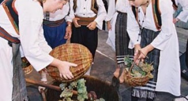 Čitluk: Dani berbe grožđa u Brotnju od 14. do 16. rujna