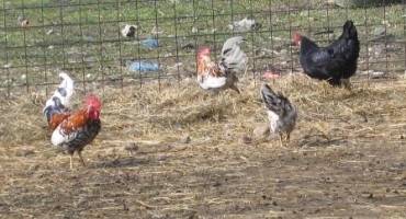 Hercegovački vicevi: Hercegovci i nudistički kamp