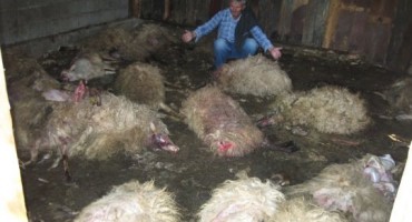  Čopor vukova zaklao 82 ovce