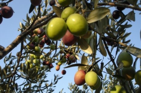 Otvoreni ''Hercegovački plodovi Mediterana''