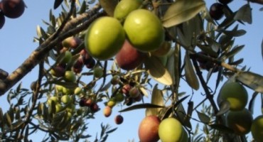 Hercegovačke masline i med - šansa za uspjeh i zaradu