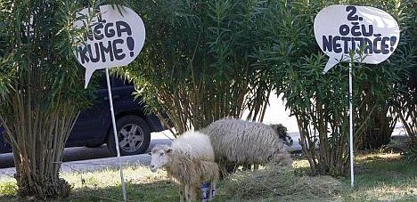 Kandidati na Poljudu: Pet ovaca s Paga za Nadzorni odbor Hajduka