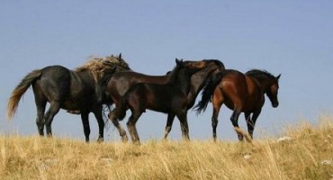 Fenomen u podnožju planine Cincar