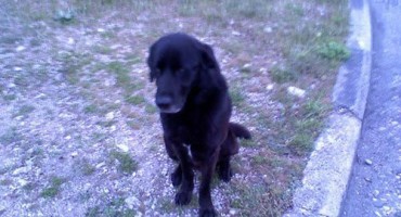 Mostar: Građani u strahu od napada pasa lutalica