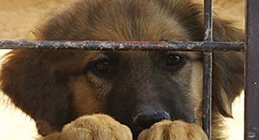 Epizodna memorija kod pasa