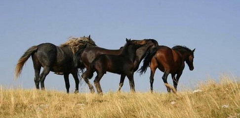 Livno: U prometnoj nesreći tri osobe ozlijeđene, stradao divlji konj