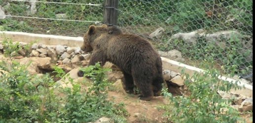 Načelnik Jablanice se sudario s medvjedom!