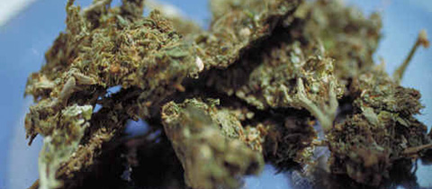 Marihuana