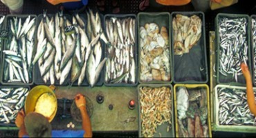 Danas akcija darivanja ribe za stanovnike općine Čapljina