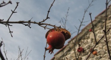 velimir raspudić, Hercegovina