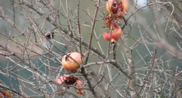 Opjevana u pjesmama mnogim: Moja lijepa HERCEGOVINA.