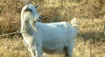 Politika, koža, seks