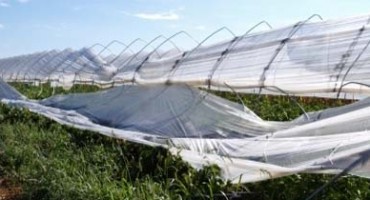 Vadi breskvu, posadi duhan