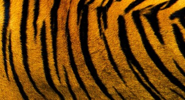  Policija u automobilu državljanina BiH pronašla sibirskog tigra 