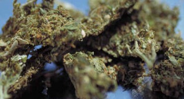 Trebinjska policija uhitila kolegu s 8,6 kilograma 'skunka'