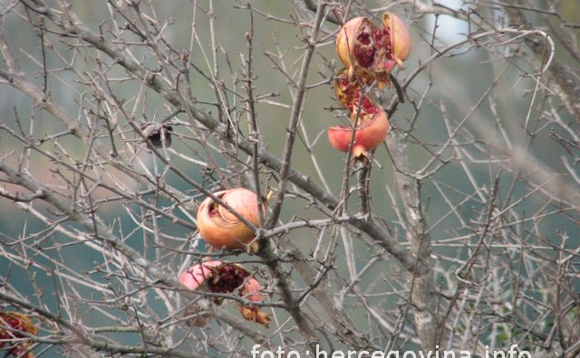  Ljiljana Tolj, Hercegovina, Daniela Škegro, Hercegovina