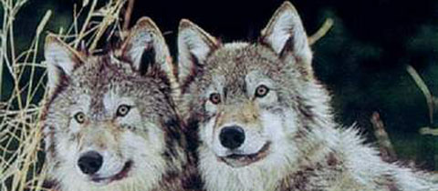 Rama: Čopori vukova opsjedaju sela