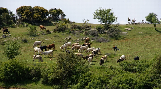 Na obroncima Tušnice pronađen mrtav 25-godišnji pastir