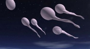 sperma, sperma, donacija, biolog, sperma, srčani udar, donacija, muškarci, spermiji, postojati, spermiji, broj spermija, stanice spermija