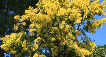 Za besplatne preventivne preglede '' Tjedan mimoza '' u Čapljini