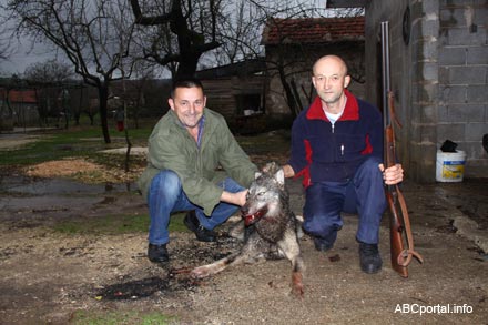 Široki Brijeg, vuk