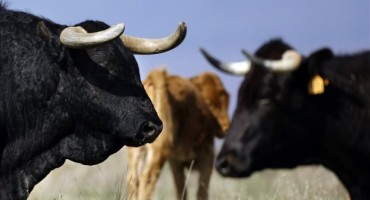 Samo u BiH:  Bik pobjegao iz klaonice, izletio na magistralu, pa uletio u tržni centar