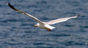 Mladi Nizozemci putem medija traže očeve – „galebove“ s Jadrana!