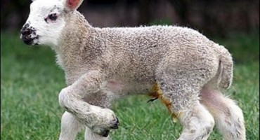 Okotilo se janje s dvije glave i pet nogu