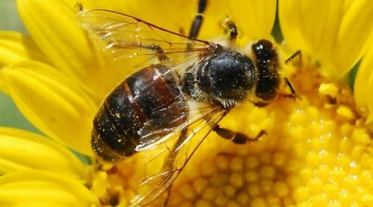 Udruga pčelara "Duvanjski vrisak"