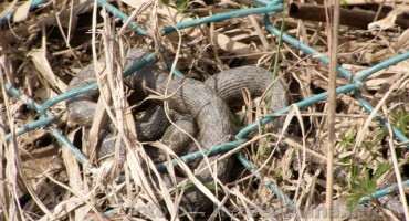 Najotrovnije europske zmije vrebaju Hercegovce!