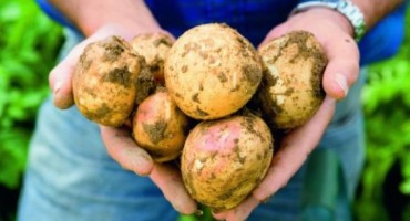 Ne jedite zeleni i proklijali krumpir, može biti otrovan!