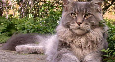 Novi biznis u Mostaru: Prodajem ili iznajmljujem mačke za kuće