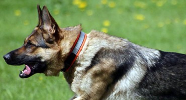 Pas pretrčao 88 km i spsaio obitelj od požara