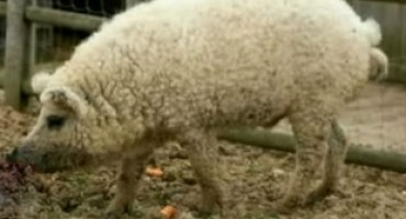 Svinja koja izgleda kao ovca