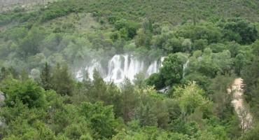 nesreća, kravice