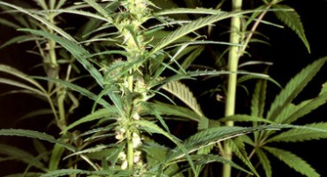 indijska konoplja, Hutovo blato, marihuana, uhićenja, indijska konoplja, osumnjičeni, Livno, indijska konoplja, pritvor