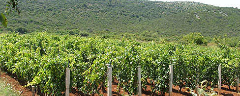 Vrgorački vinogradari u očaju: Ovo je jedna od lošijih berbi