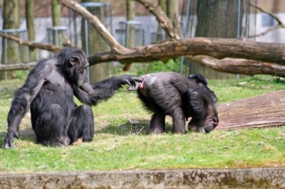 Majmunska posla: Orangutani smišljeno komuniciraju gestama