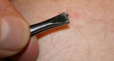 Kako se zaštititi od opasnih krpelja?