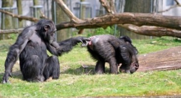 Majmunska posla: Orangutani smišljeno komuniciraju gestama