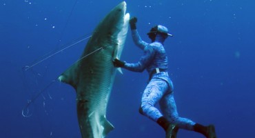 Povukao morskog psa za rep i spasio ga!