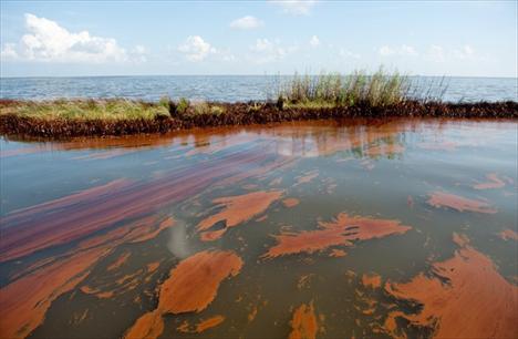 Zbog nafte u Meksičkom zaljevu stradat će i neretvanska jegulja