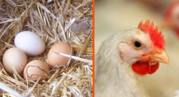Britanci otkrili odgovor na vječno pitanje: Što je bilo prije, kokoš ili jaje?