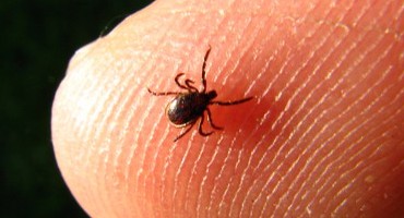 Ubod krpelja može izazvati anemiju, trovanje i paralizu