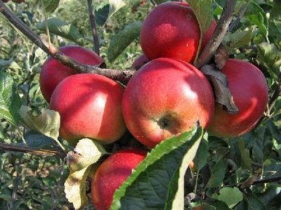 Poljoprivrednici iz Hercegovine zajedno mogu više: Uvezati proizvođače voća i povrća
