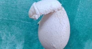 Koka iz Đelekovca snijela jaje u obliku penisa