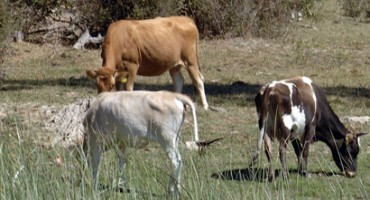 Još litar jedan: Krave u Francuskoj piju vino