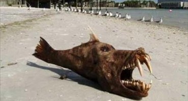 Nepoznata bića uočena diljem zemlje 