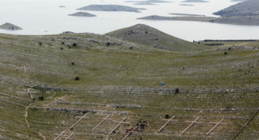 Anita Brajković: Krv nevina