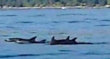 Pogledajte veličanstveni susret s dupinima pored Dubrovnika